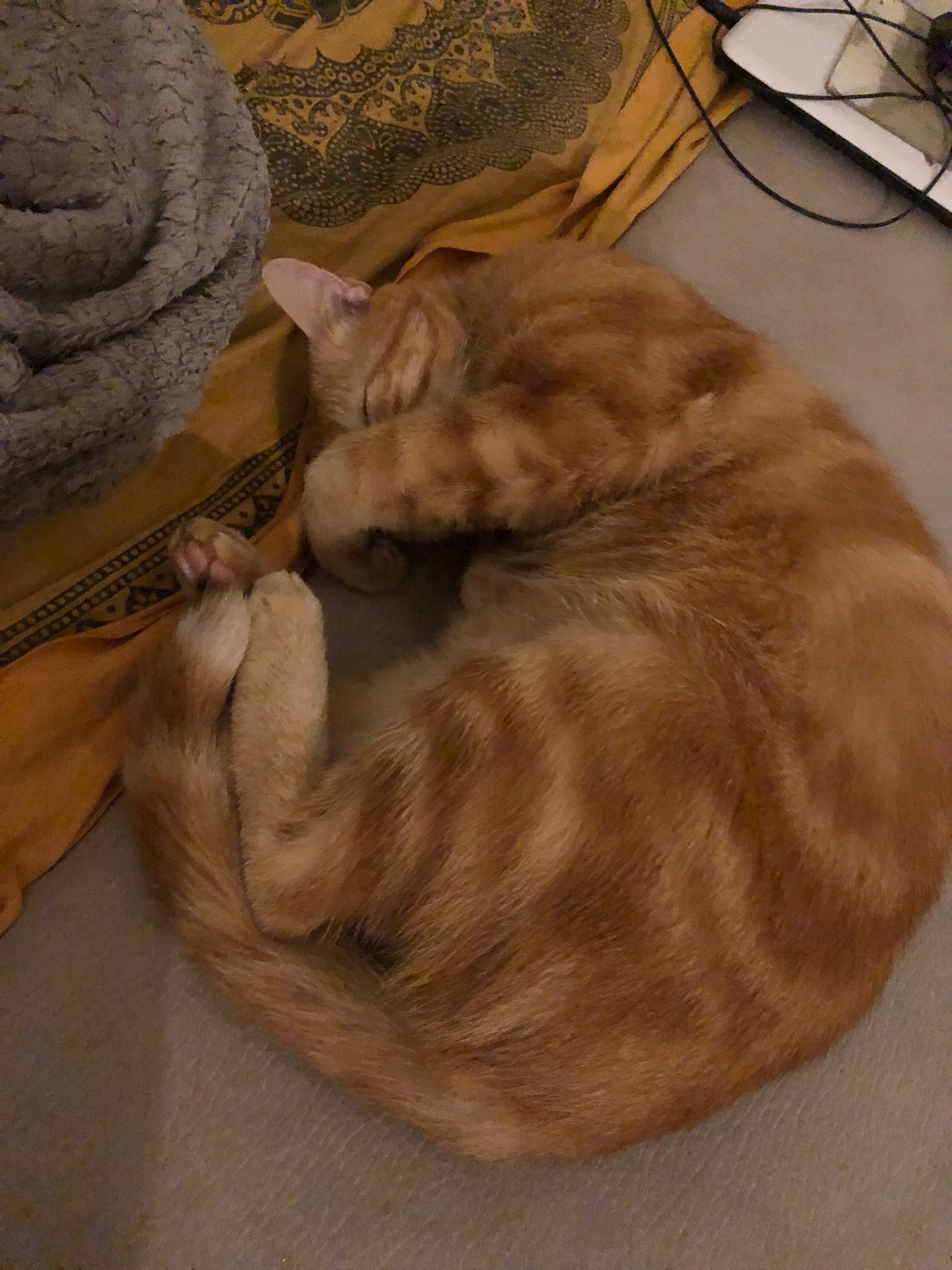 Profilo di Stephanne